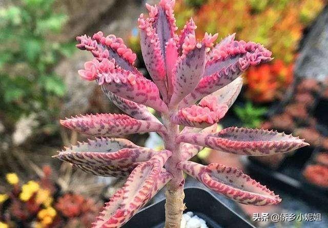 落地生根花有毒吗_落地生根的花有药用价值吗