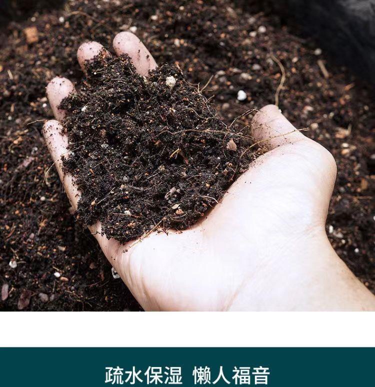 大花蕙兰的养殖方法_大花蕙兰怎么养殖