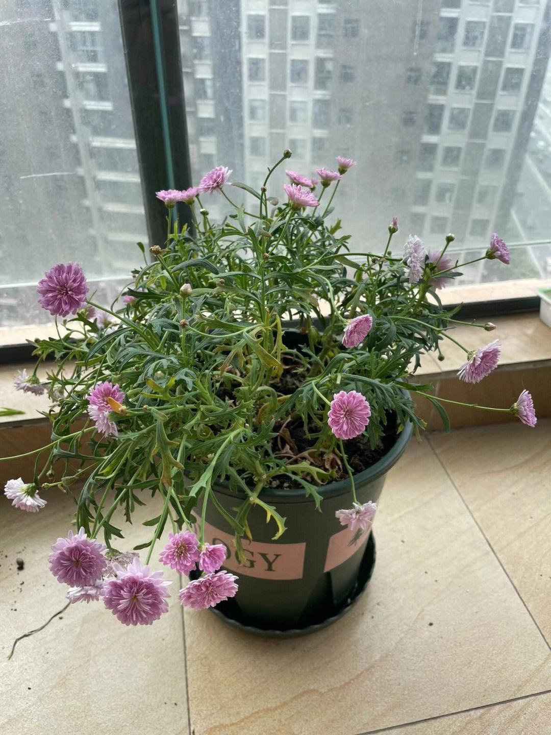 玛格丽特花_玛格丽特花图片