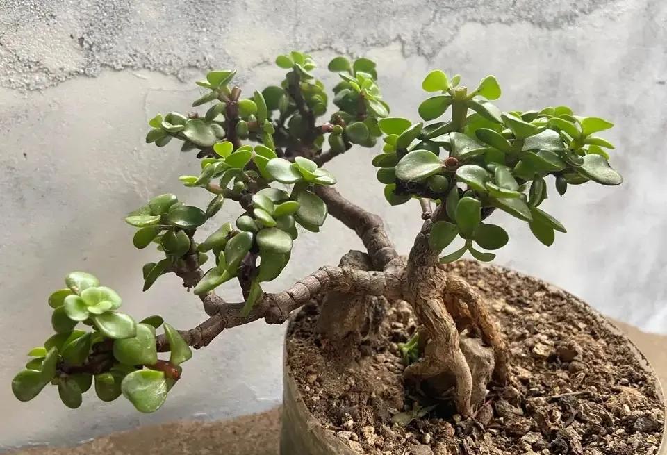 盆景花卉图片大全_盆景花卉艺术图片