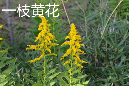 加拿大一枝黄花_加拿大一枝黄花和一枝黄花的区别