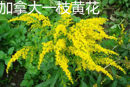 加拿大一枝黄花_加拿大一枝黄花和一枝黄花的区别