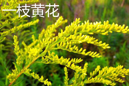 加拿大一枝黄花_加拿大一枝黄花和一枝黄花的区别