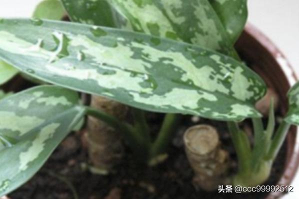 万年青的养殖方法和注意事项