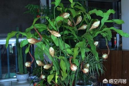昙花的养殖方法_昙花的养殖方法之五大要点