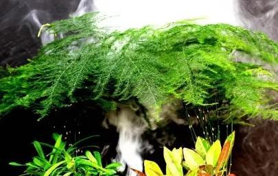 盆花_盆花有小飞虫怎么去除
