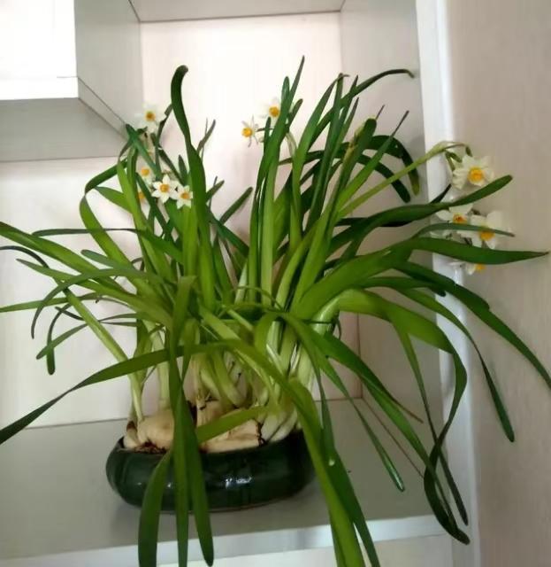 盆花_盆花有小飞虫怎么去除