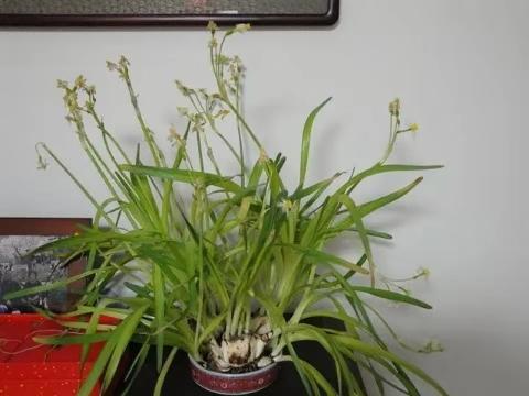 盆花_盆花有小飞虫怎么去除