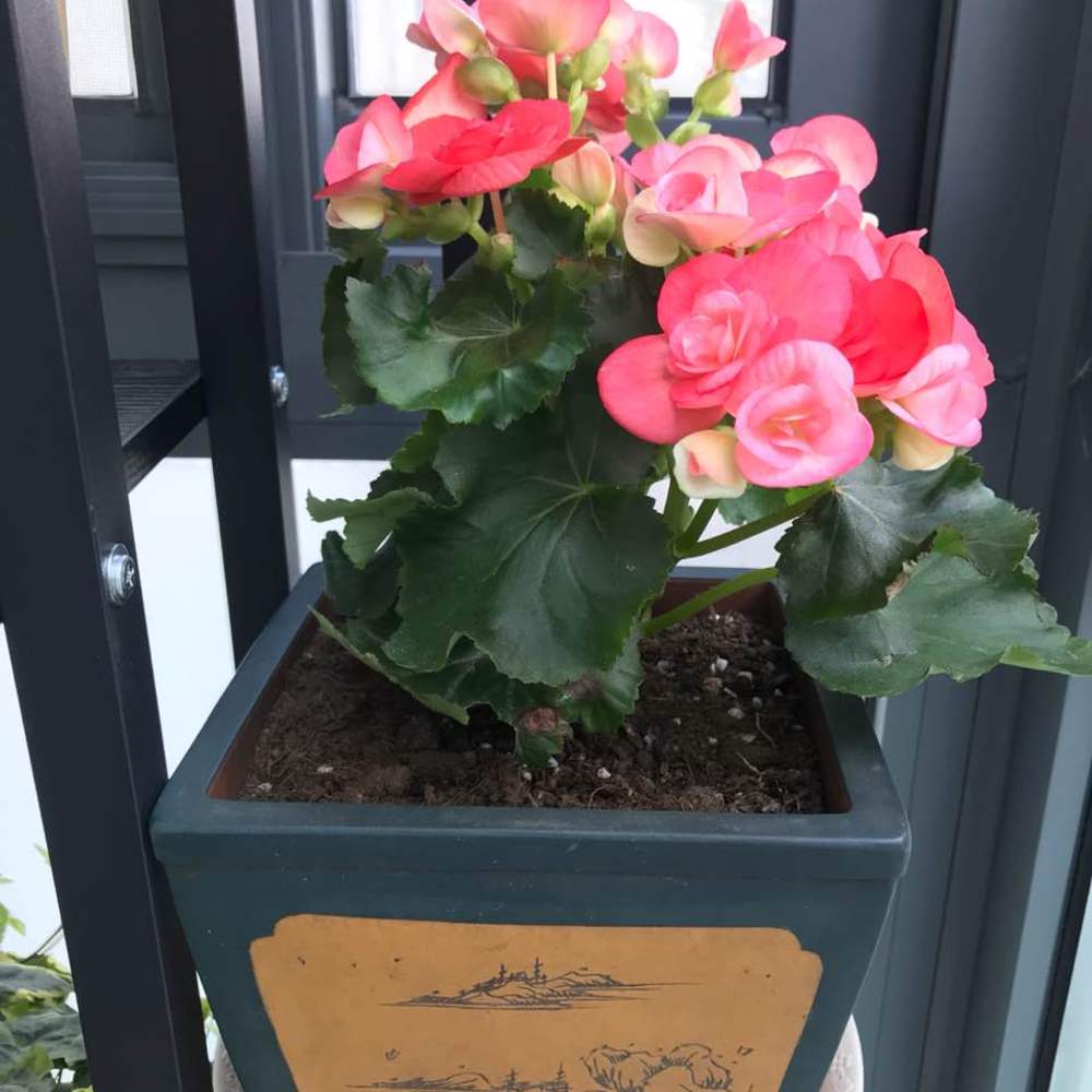 海棠花的养殖方法_复色海棠花的养殖方法