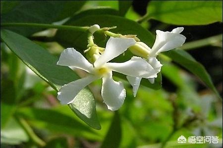 风车茉莉_风车茉莉吉花还是凶花