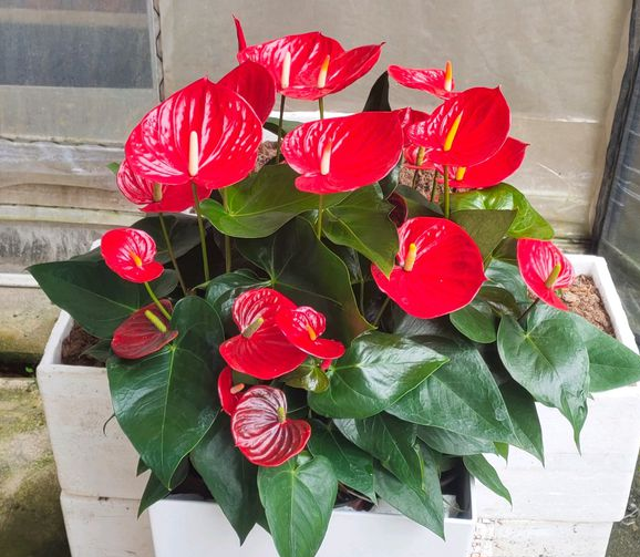 火鹤花怎么养_火鹤花怎么养能养好