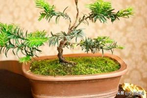 红豆杉的养殖方法和注意事项