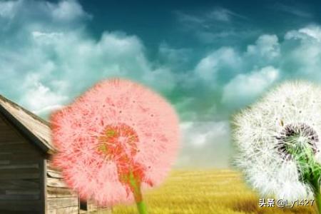 蒲公英的花语_蒲公英的花语和象征意义