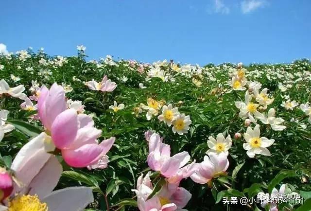 芍药花的功效与作用_芍药花的种植方法和时间