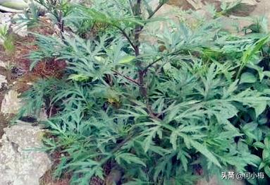 艾蒿图片图_艾蒿草图片百度百科
