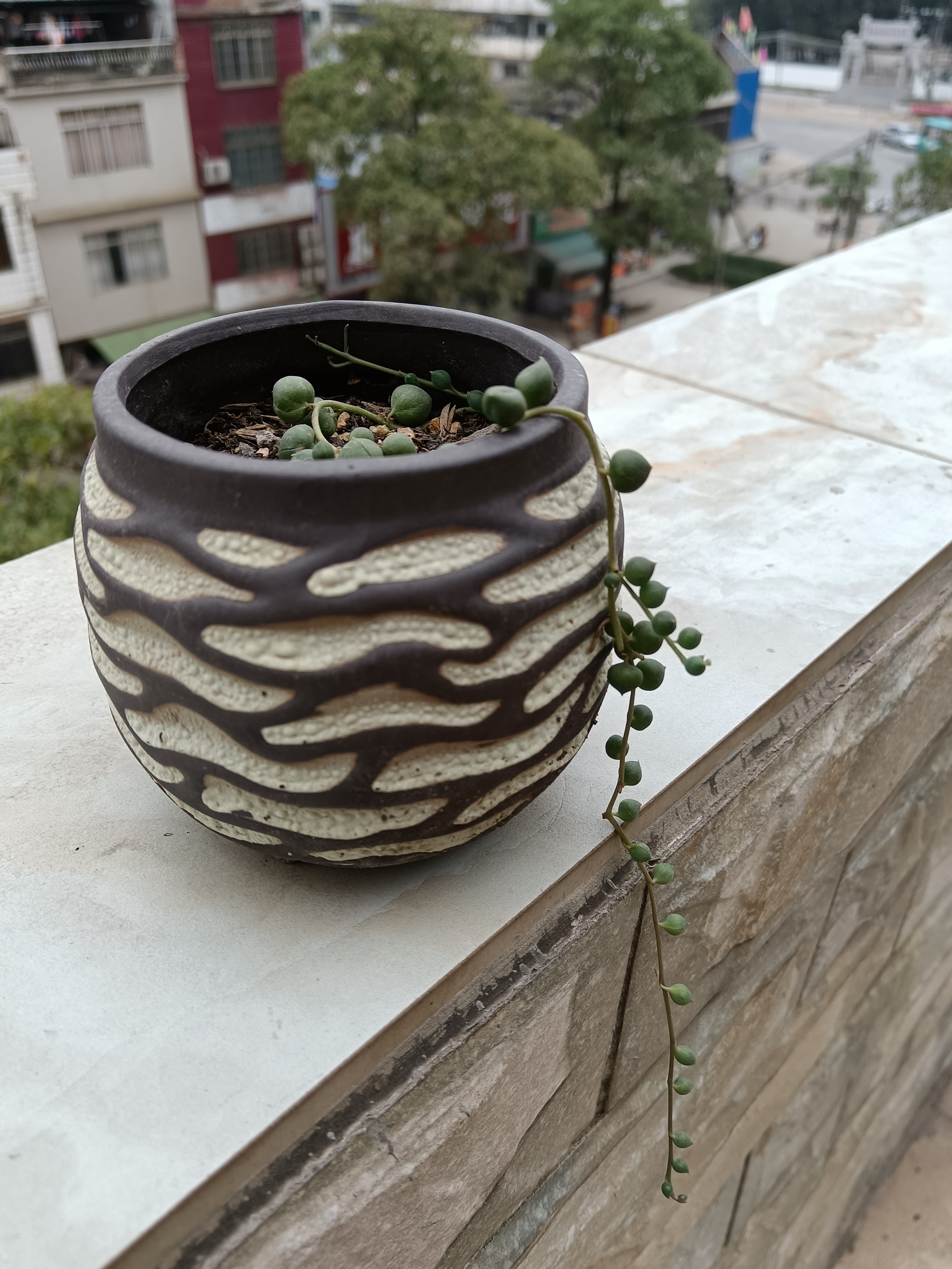 植物图片及名称大全_农村植物图片及名称大全