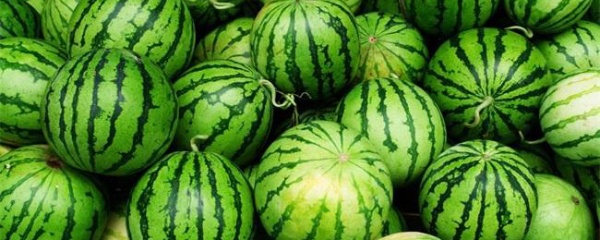 西瓜种植方法_西瓜种植方法和时间几月播种