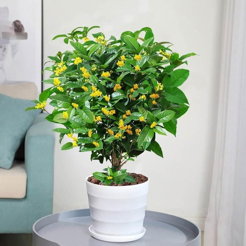 桂花树种植技术_刚买回来的桂花树怎么栽