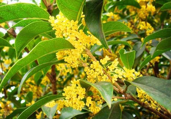 桂花树种植技术_刚买回来的桂花树怎么栽