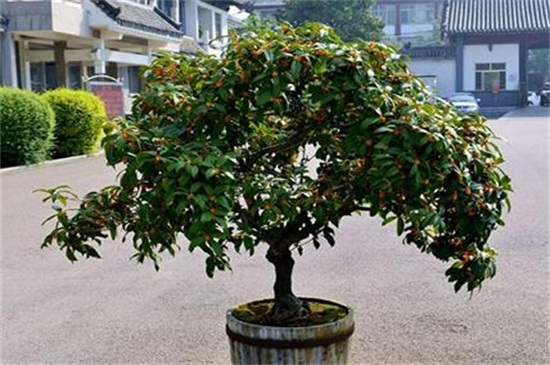 桂花树种植技术_刚买回来的桂花树怎么栽