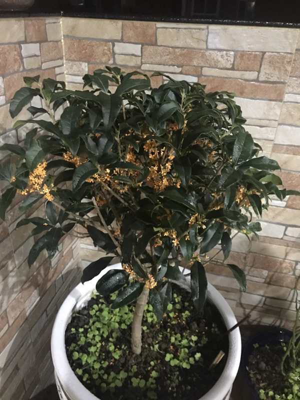 桂花树种植技术_刚买回来的桂花树怎么栽