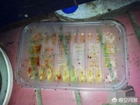 如何自制花肥_如何自制花肥水