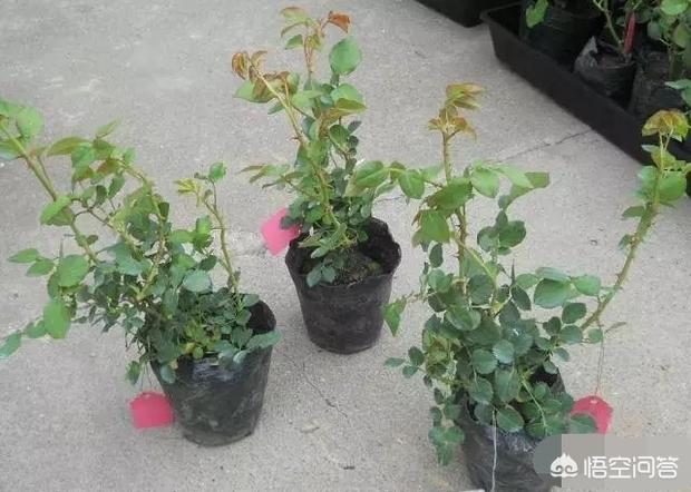 如何自制花肥_如何自制花肥水