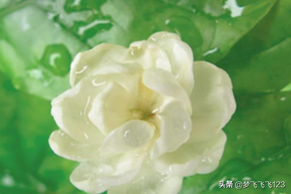 茉莉的养殖方法和注意事项_香水茉莉的养殖方法和注意事项