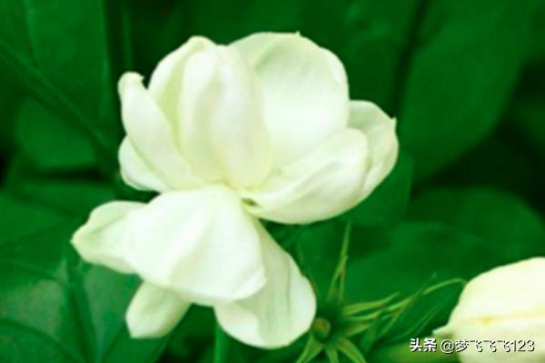 茉莉的养殖方法和注意事项_香水茉莉的养殖方法和注意事项