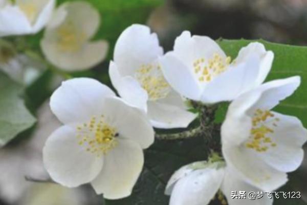 茉莉的养殖方法和注意事项_香水茉莉的养殖方法和注意事项