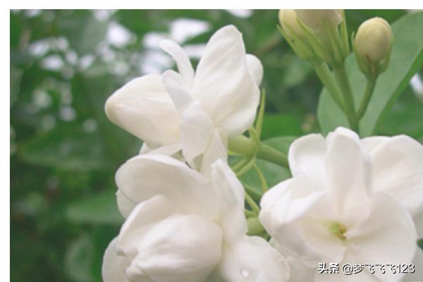 茉莉的养殖方法和注意事项_香水茉莉的养殖方法和注意事项