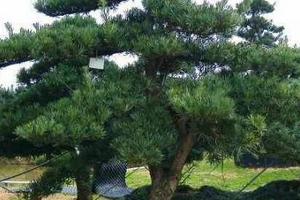 罗汉松盆景图片_罗汉松盆景图片大全欣赏