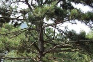 罗汉松盆景图片_罗汉松盆景图片大全欣赏
