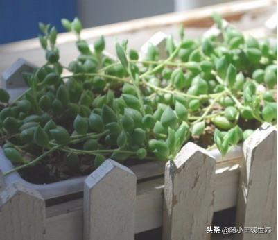 珍珠吊兰_珍珠吊兰的寓意是什么