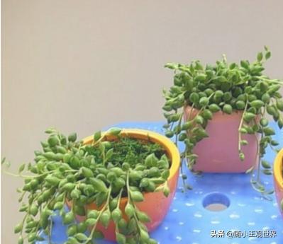 珍珠吊兰_珍珠吊兰的寓意是什么
