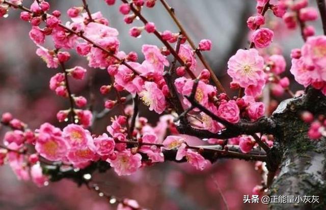梅花的品质_竹子和梅花的品质