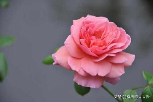 月季花的花语是_月季花的花语大全