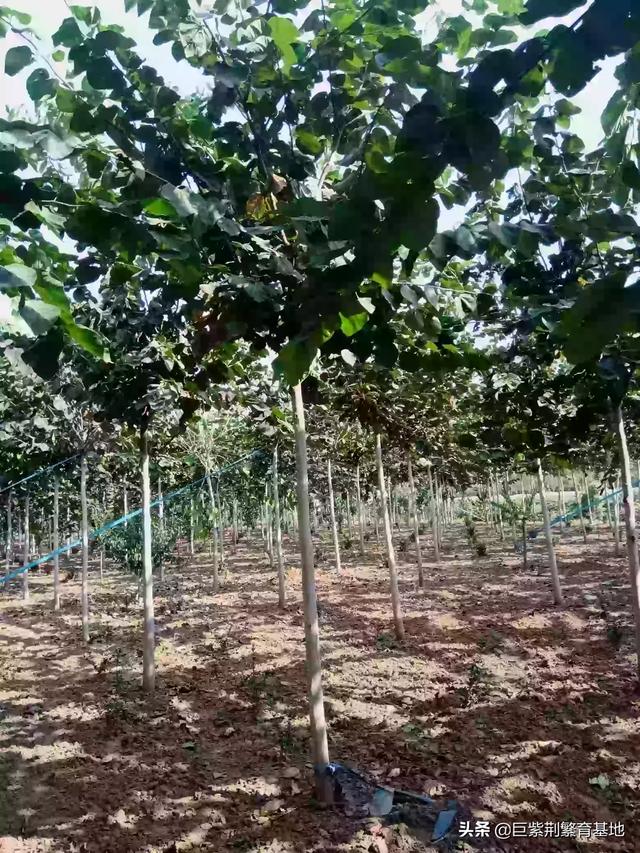 红叶复叶槭_红叶复叶槭是乔木还是灌木