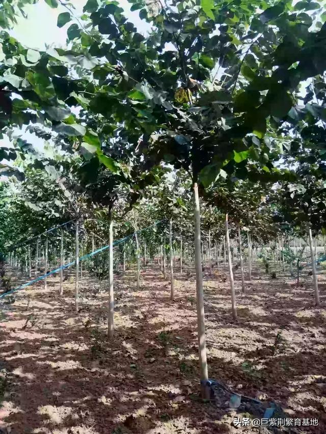 红叶复叶槭_红叶复叶槭是乔木还是灌木