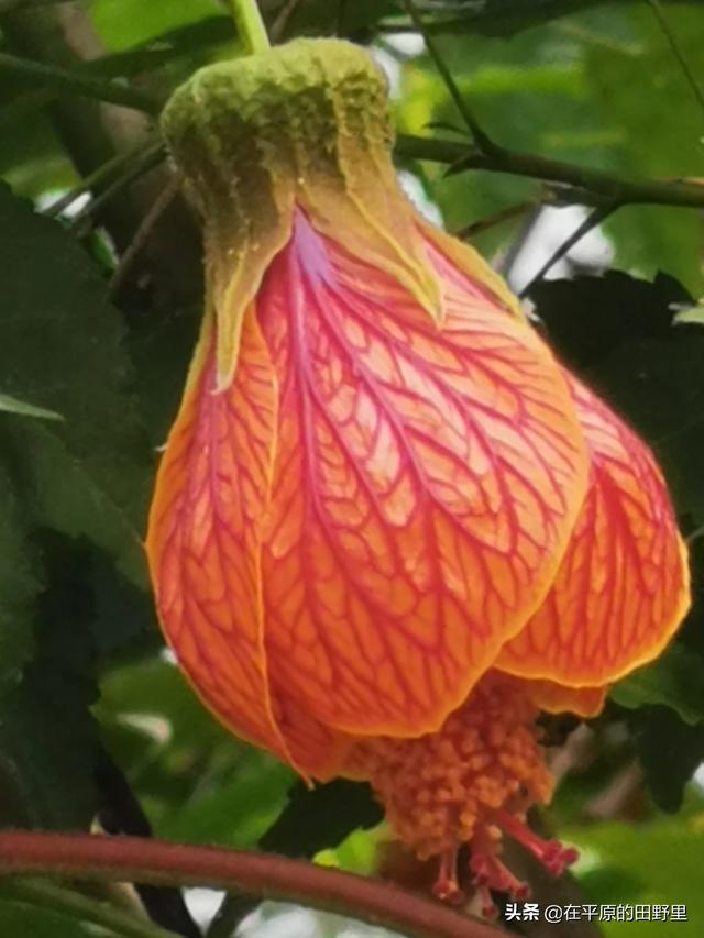 秋天最火的5个花_秋天最火的5个花有哪些