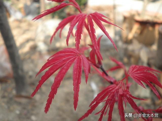 5公分日本红枫价格_8一10公分日本红枫价格表