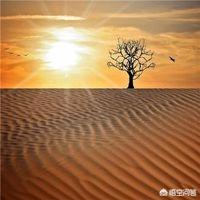 向日葵唯美励志句子_向日葵简短励志语句