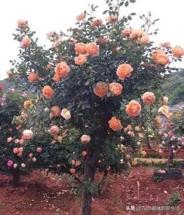 树状月季多少钱一棵_树状月季价钱