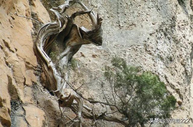 侧柏为什么叫侧柏_侧柏又叫什么名字