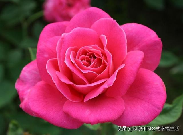 月季花的种类图片名称_月季花的种类有多少