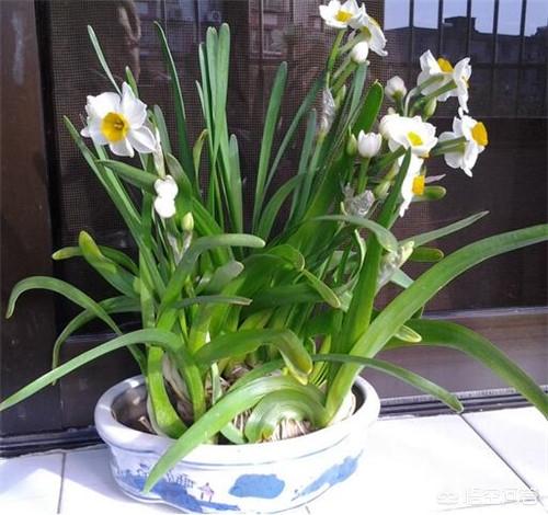 水仙花开花后如何处理_水仙花开花后如何处理才能再开花
