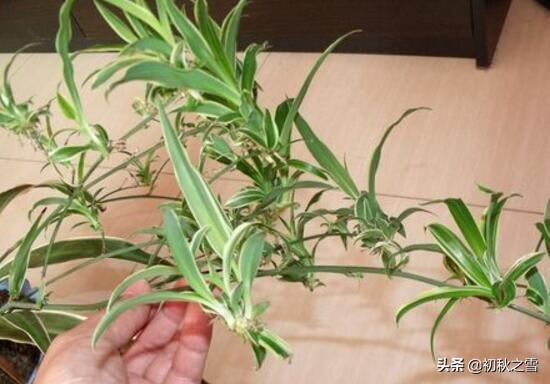 吊兰修剪方法图解_给吊兰剃头的最佳时间