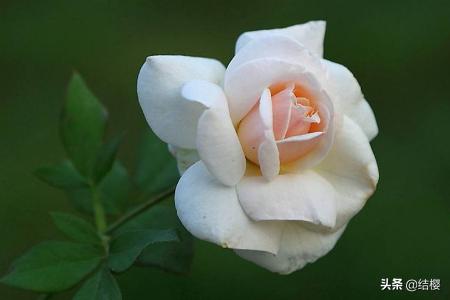 月季花代表什么花语_月季花代表什么花语呢