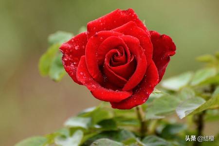 月季花代表什么花语_月季花代表什么花语呢