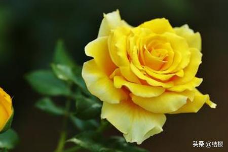 月季花代表什么花语_月季花代表什么花语呢